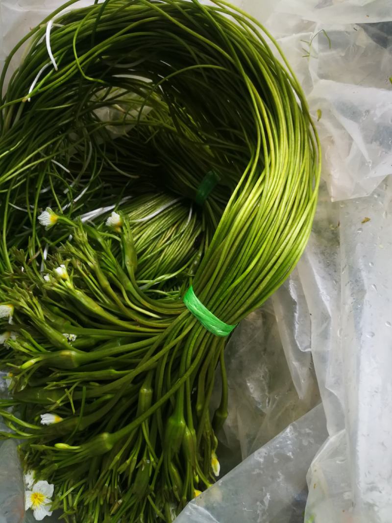 云南海菜花诚信经营产地直发品质保证欢迎老板下单