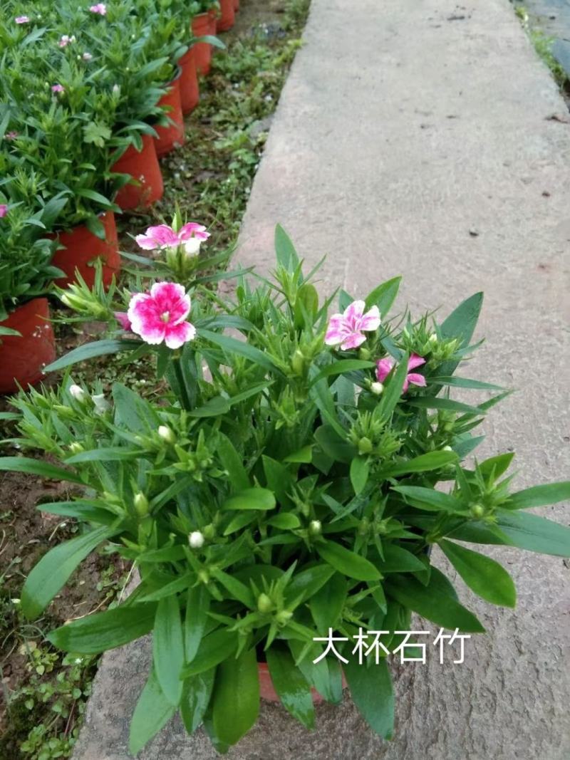 万寿菊苗一品红地被时花鸡冠花长春花孔雀草石竹万寿菊