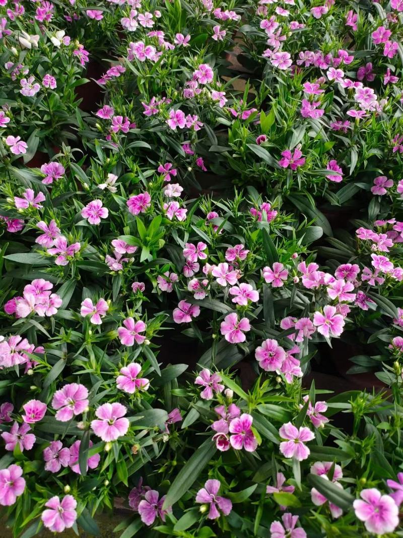 万寿菊苗一品红地被时花鸡冠花长春花孔雀草石竹万寿菊