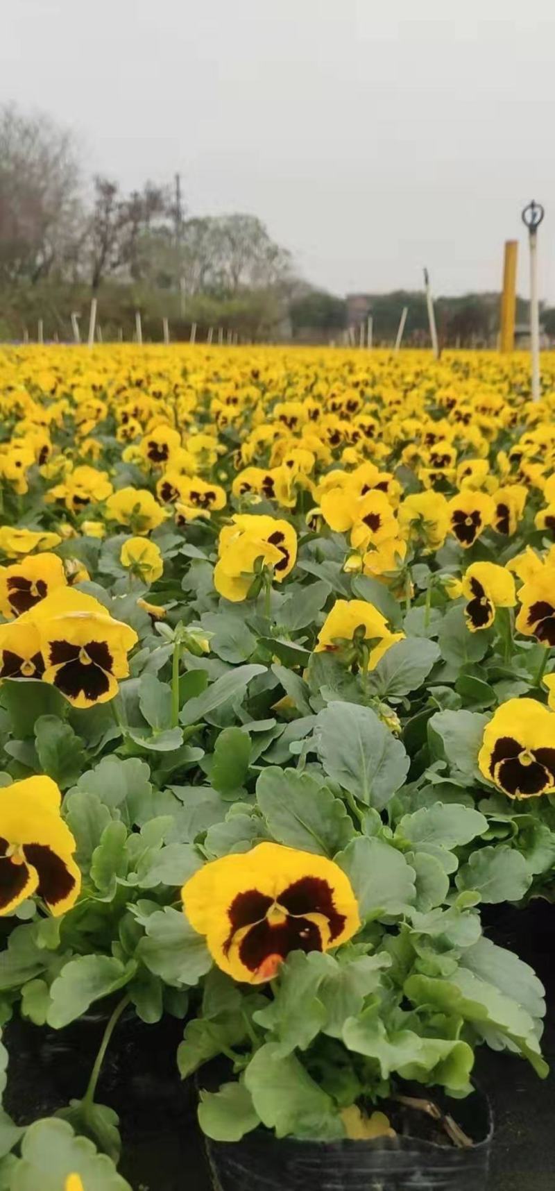 万寿菊苗一品红地被时花鸡冠花长春花孔雀草石竹万寿菊