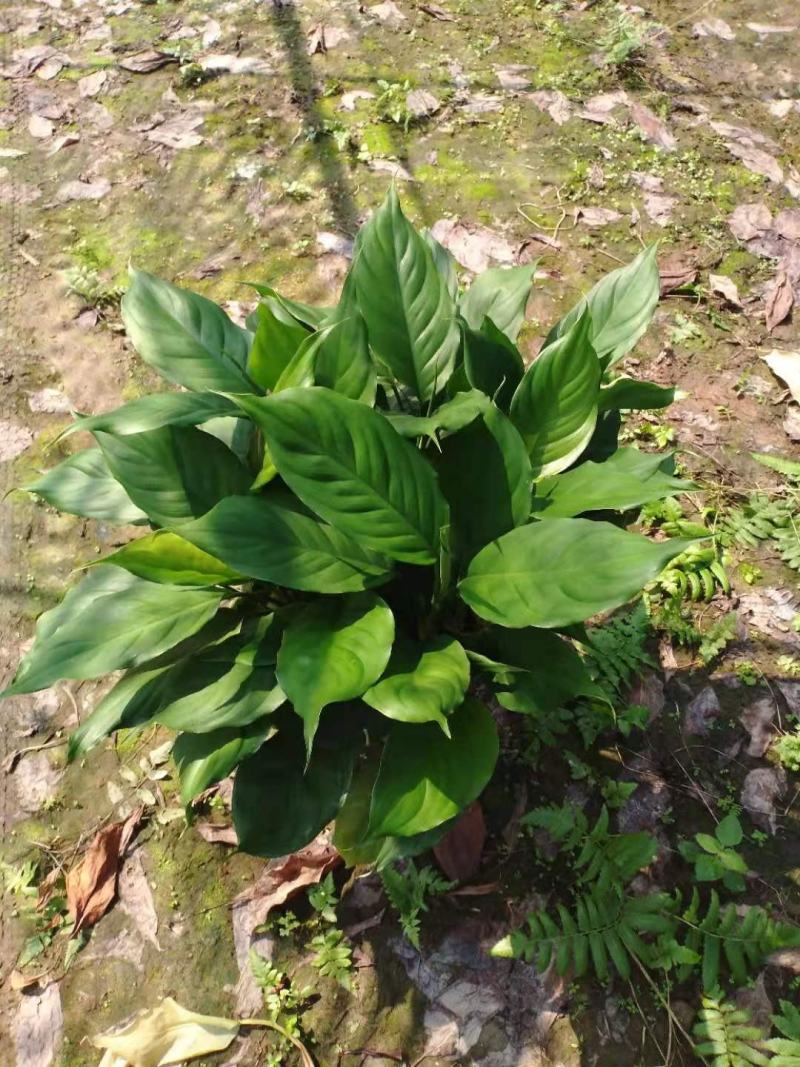 万年青植物盆栽大叶室内花卉绿植四季常青园林绿化