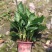 万年青植物盆栽大叶室内花卉绿植四季常青园林绿化