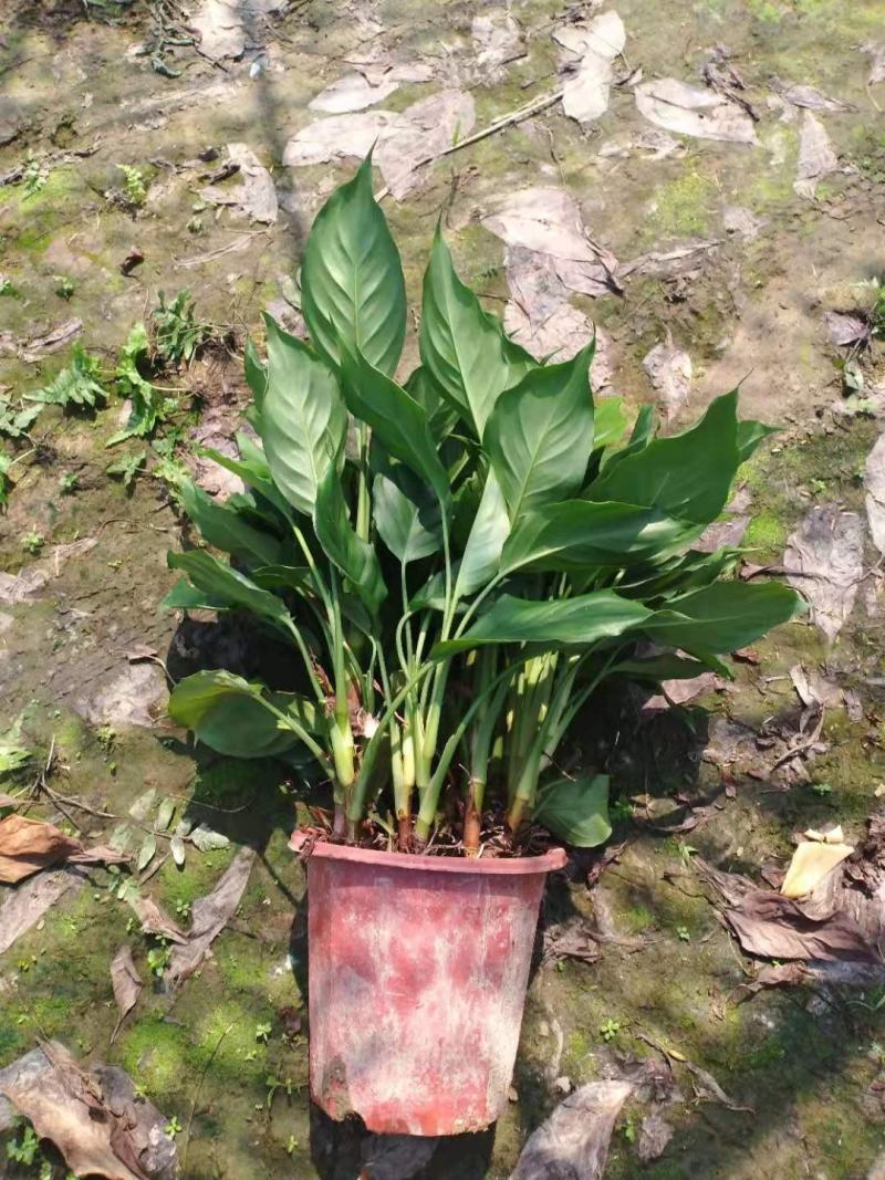 万年青植物盆栽大叶室内花卉绿植四季常青园林绿化