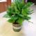 万年青植物盆栽大叶室内花卉绿植四季常青园林绿化