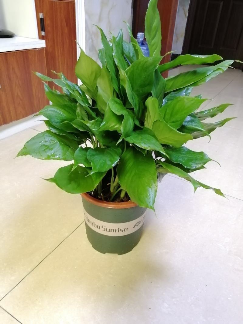 万年青植物盆栽大叶室内花卉绿植四季常青园林绿化