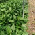 万年青植物盆栽大叶室内花卉绿植四季常青园林绿化
