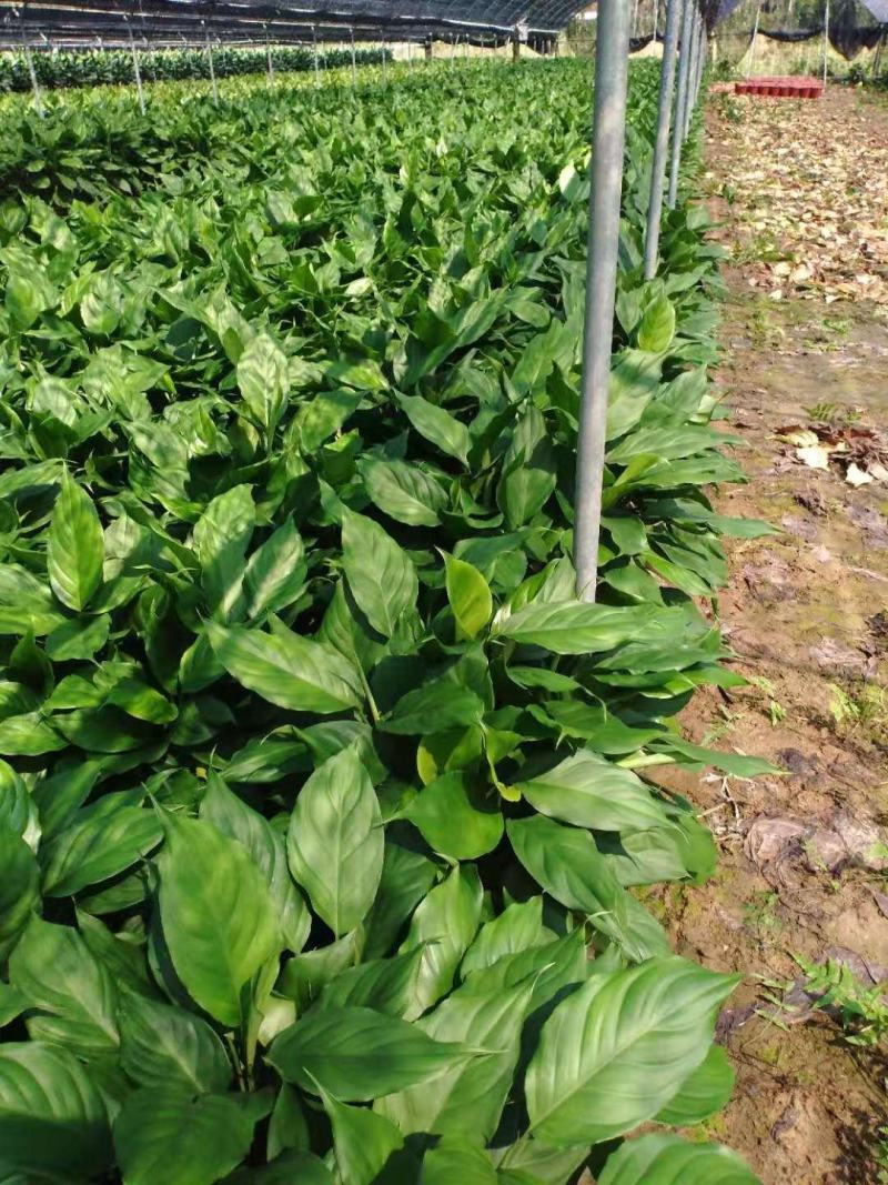 万年青植物盆栽大叶室内花卉绿植四季常青园林绿化