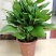 万年青植物盆栽大叶室内花卉绿植四季常青园林绿化
