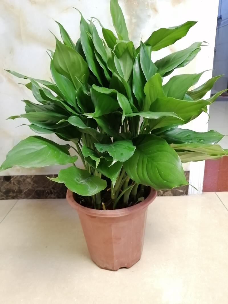 万年青植物盆栽大叶室内花卉绿植四季常青园林绿化