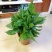 万年青植物盆栽大叶室内花卉绿植四季常青园林绿化
