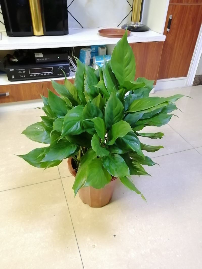 万年青植物盆栽大叶室内花卉绿植四季常青园林绿化