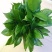 万年青植物盆栽大叶室内花卉绿植四季常青园林绿化