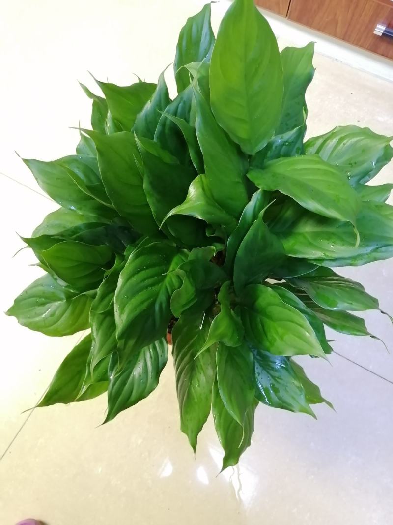 万年青植物盆栽大叶室内花卉绿植四季常青园林绿化