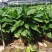 万年青植物盆栽大叶室内花卉绿植四季常青园林绿化