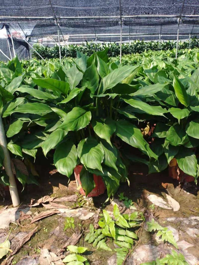 万年青植物盆栽大叶室内花卉绿植四季常青园林绿化