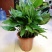 万年青植物盆栽大叶室内花卉绿植四季常青园林绿化