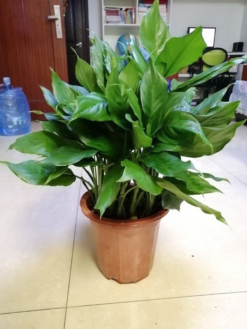万年青植物盆栽大叶室内花卉绿植四季常青园林绿化
