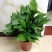 万年青植物盆栽大叶室内花卉绿植四季常青园林绿化