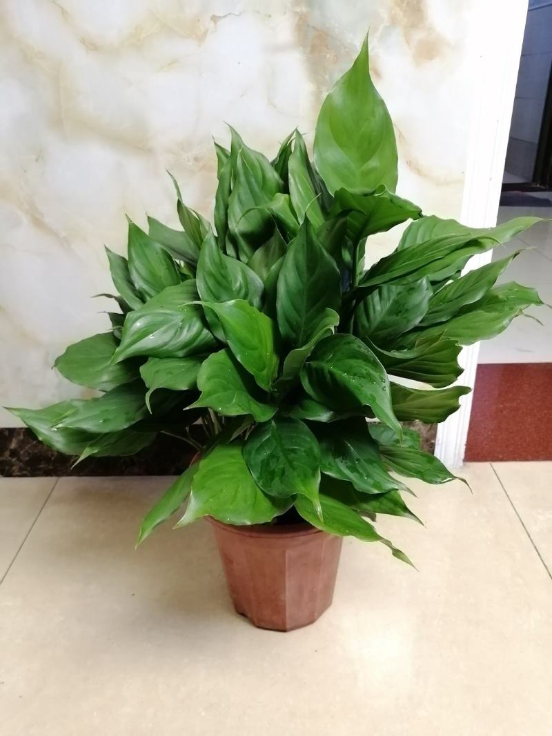 万年青植物盆栽大叶室内花卉绿植四季常青园林绿化