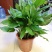 万年青植物盆栽大叶室内花卉绿植四季常青园林绿化