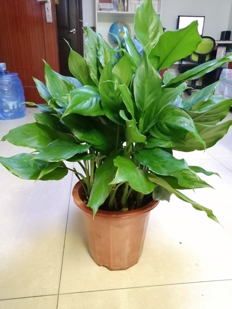 万年青植物盆栽大叶室内花卉绿植四季常青园林绿化