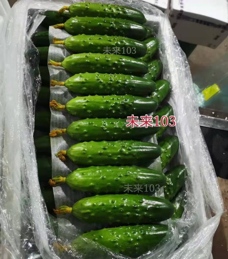 未来103强雌大苞旱黄瓜种子水果黄瓜种子，耐寒抗病高产