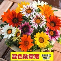 勋章菊种子四季花种子非洲太阳花菊花阳台庭院盆栽花卉种籽