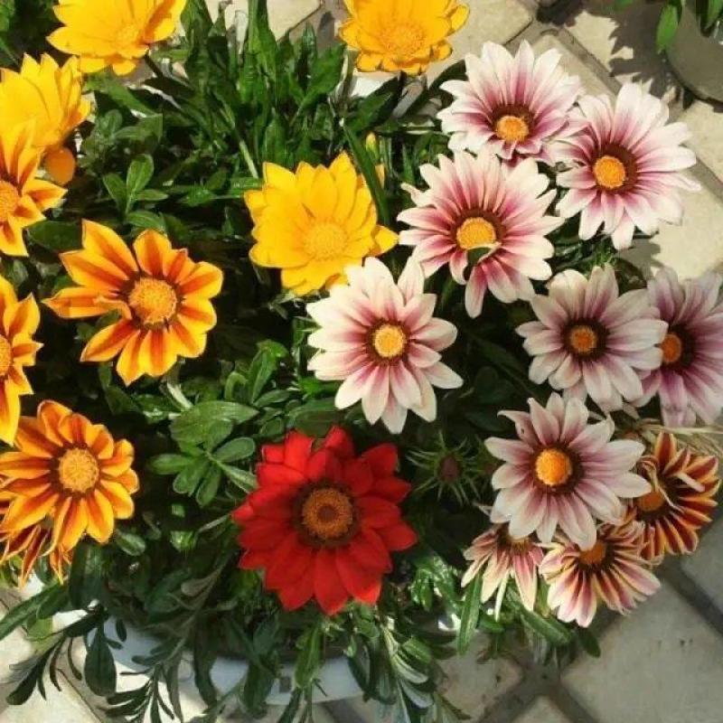 勋章菊种子四季花种子非洲太阳花菊花阳台庭院盆栽花卉种籽