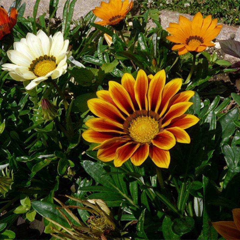 勋章菊种子四季花种子非洲太阳花菊花阳台庭院盆栽花卉种籽