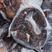 海鳗批发-深海海鳗鱼供应尽在海南锦福益海