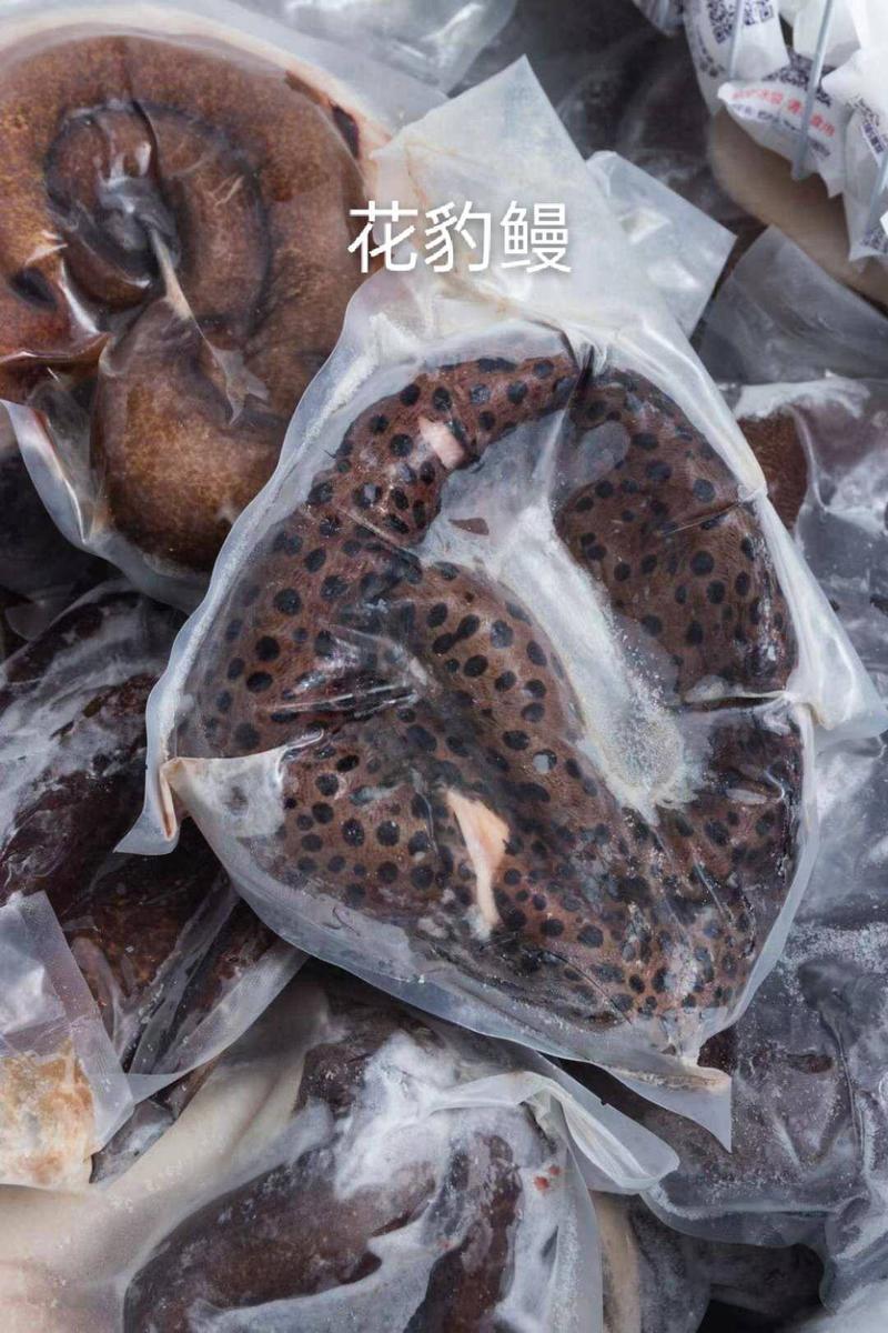 海鳗批发-深海海鳗鱼供应尽在海南锦福益海
