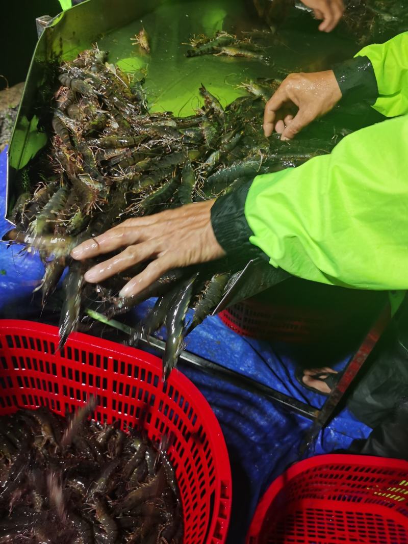 海南本地角虾-草虾-黑虎虾批发尽在锦福益海实业