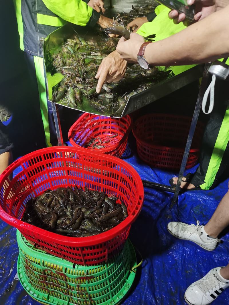 海南本地角虾-草虾-黑虎虾批发尽在锦福益海实业