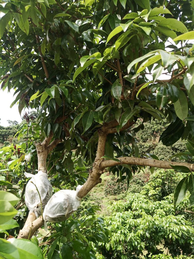 仙进奉，情人荔