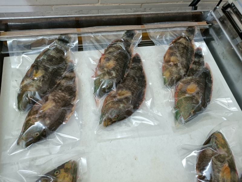 彩眉鱼-深海各种海鱼批发尽在锦福益海实业