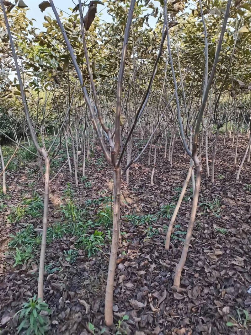 核桃树苗占地核桃树苗黑核桃文玩核桃树