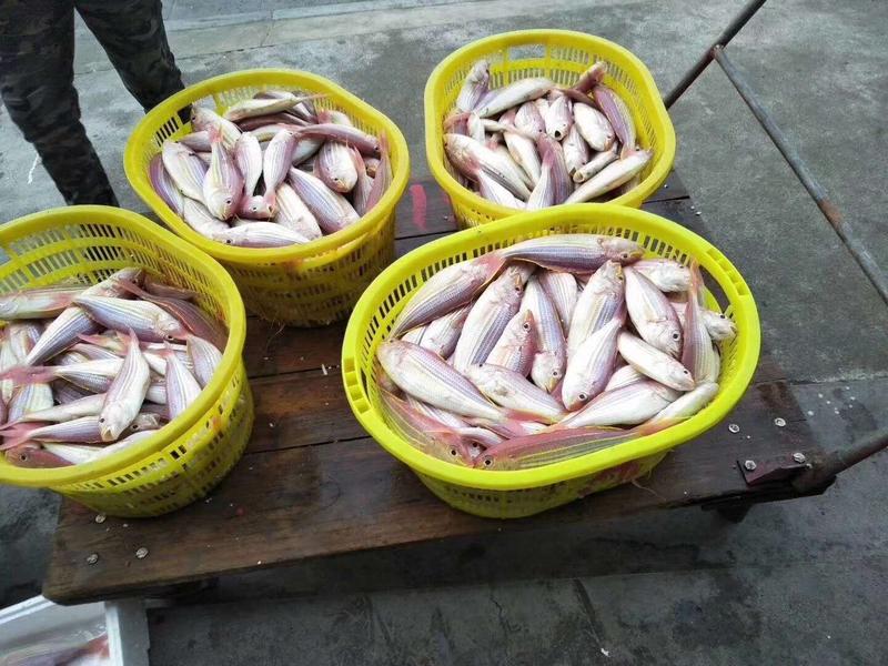 红杉鱼批发-深海各种海鱼供应在海南锦福益海
