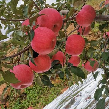 山东红富士苹果产地批发一手货源。口感脆甜，（全国发货)