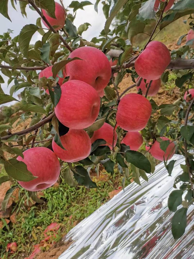 山东红富士苹果产地批发一手货源。口感脆甜，（全国发货)