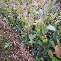 油茶苗批发