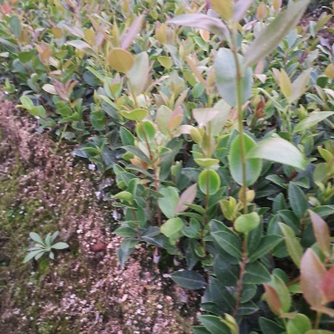 油茶苗批发