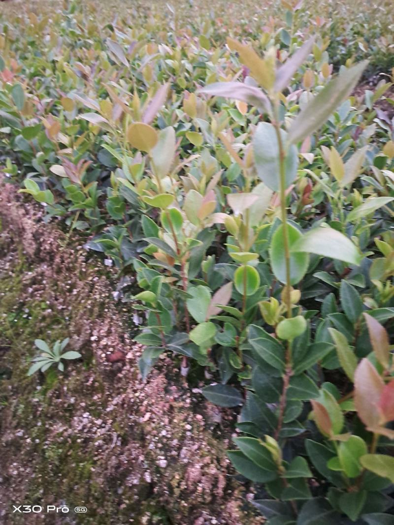 油茶苗批发