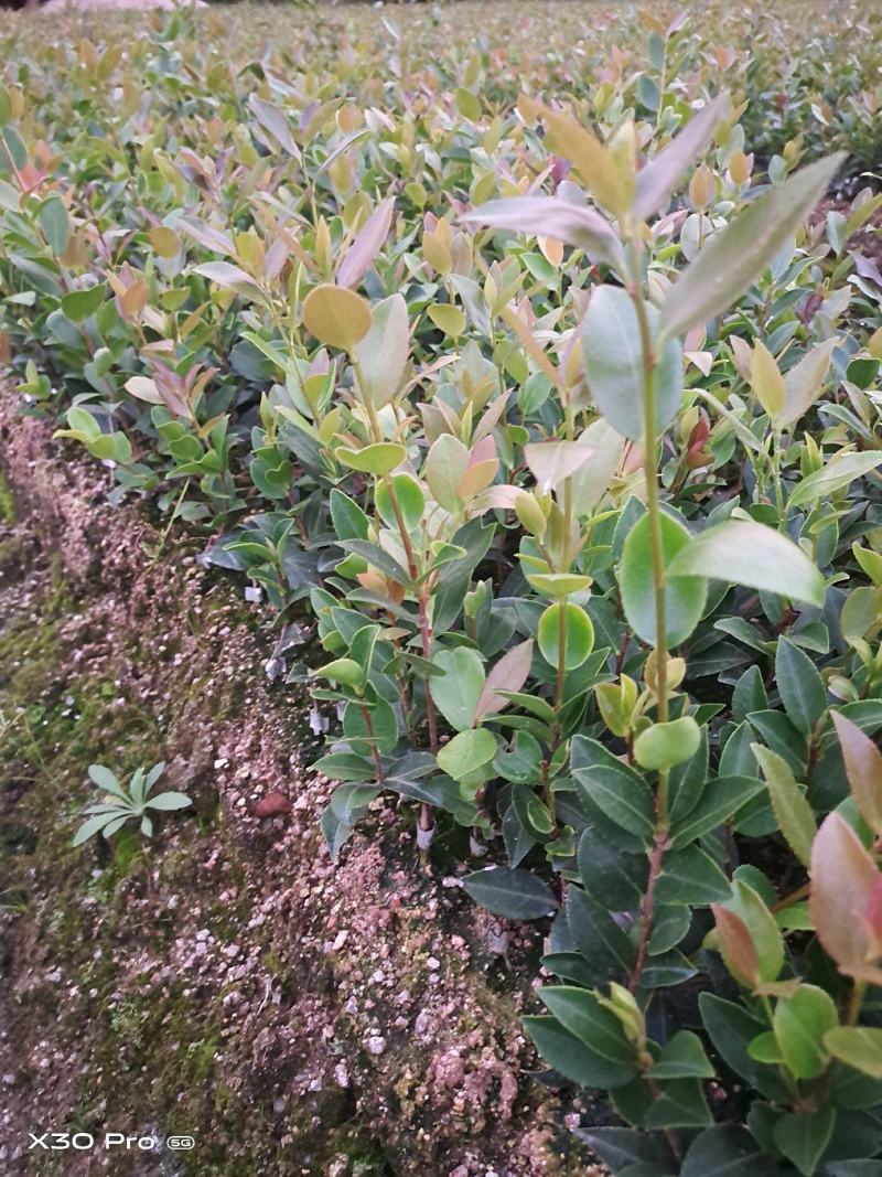 油茶苗批发