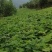 凉山州冕宁县里庄镇全阁村土瓜