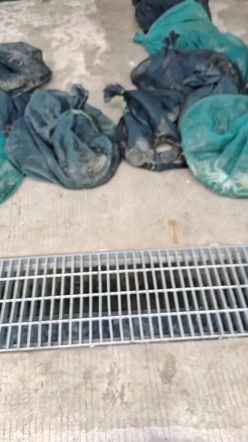 大闸蟹超战皇水产批发供应量大要货提前下单