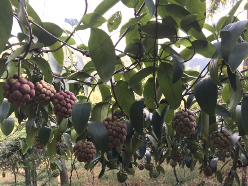 黑老虎果
