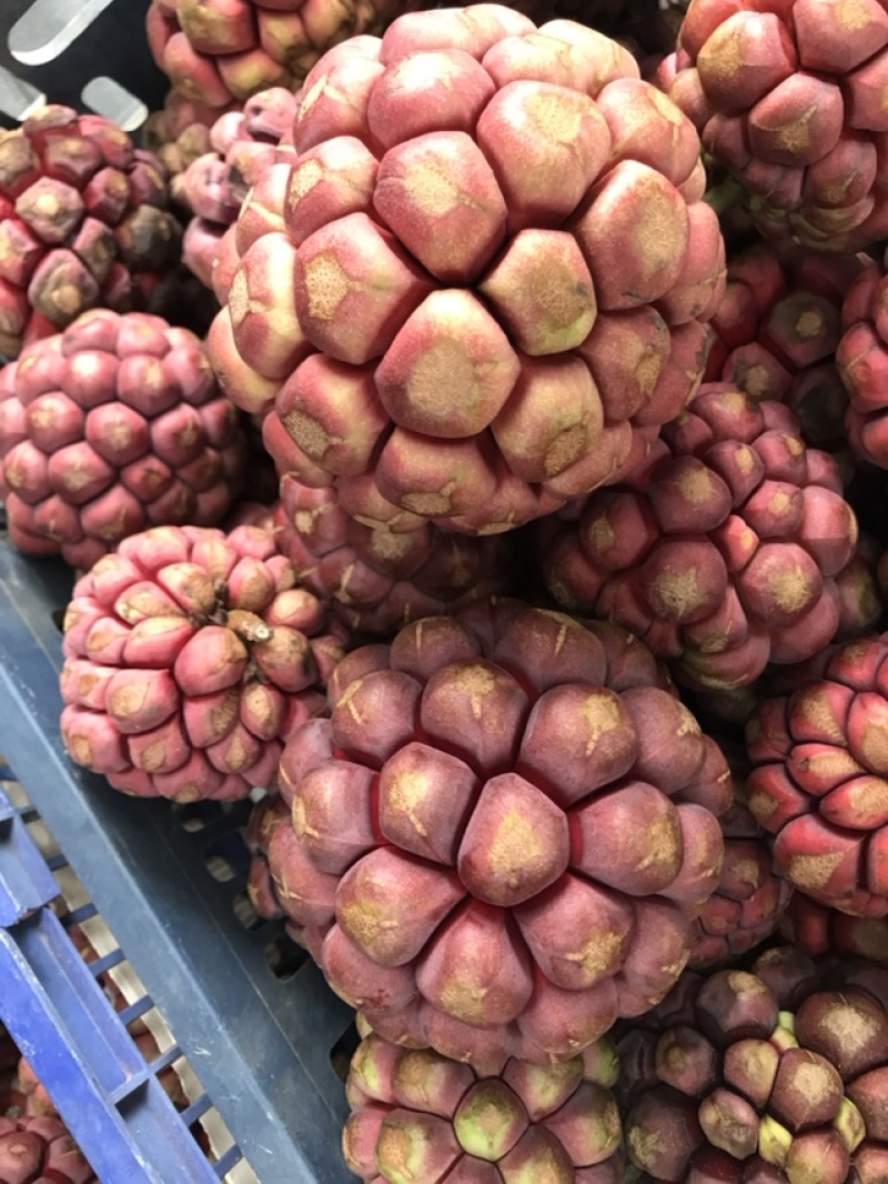 黑老虎果