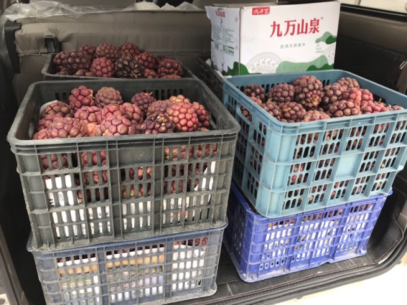 黑老虎果