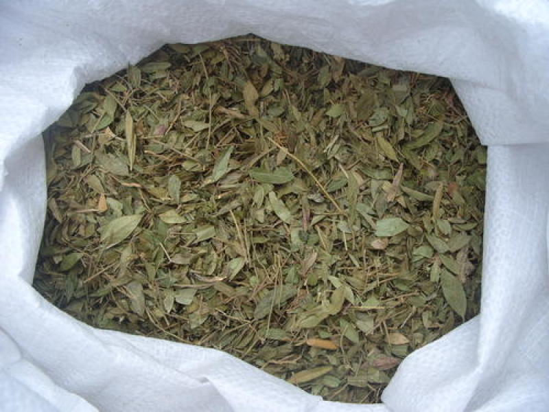 瓜子金，正品野生瓜子金新货质量保证，经营各种中药材！