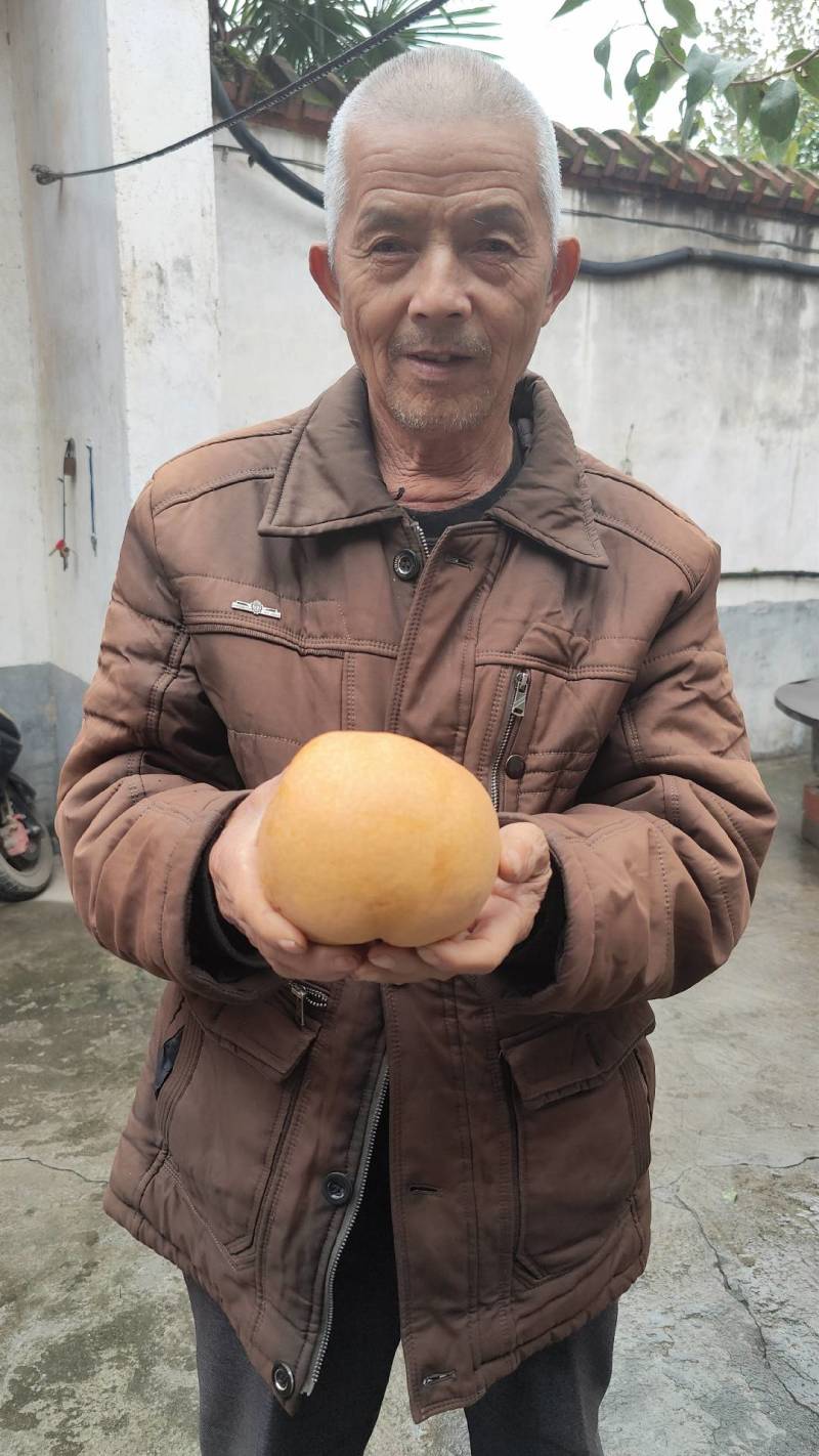 晚秋黄梨种植户批发包上车果在树上来车摘果